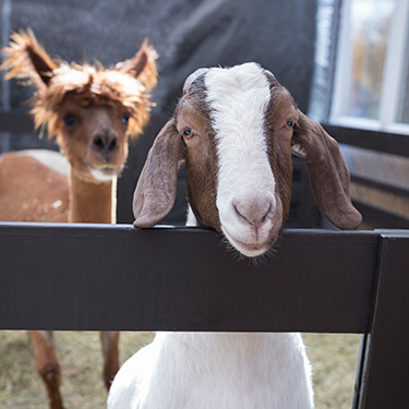 Goats & Alpacas